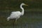 A hunting Great white Egret Ardea alba.