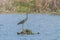The Hunting Grey Heron Ardea cinerea Grey Heron Water