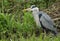 A hunting Grey Heron, Ardea cinerea, standing at the bank of a river.