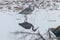 The hunting Grey Heron Ardea cinerea in water reflection