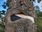 Hunting ground sign partially devoured by a tree