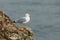 A hunting Herring Gull, Larus argentatus, standing on the cliffs  looking around waiting for an opportunity so it can steal an ung