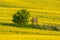 Hunting hideaway with yellow canola field