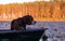 Hunting hound dog in forest on the lake swims with the owner on a boat. autumn portrait