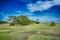 Hunting island beach scenes