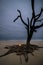 Hunting Island Skeleton Tree 4