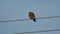 A hunting Kestrel, Falco tinnunculus, perching on a cable on a windy day in the UK.