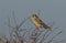 A hunting Kestrel, Falco tinnunculus, perching on a Hawthorn Tree on a very windy day in the UK.