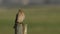 A hunting Kestrel, Falco tinnunculus, perching on a wooden fence post on a windy day.