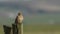 A hunting Kestrel, Falco tinnunculus, perching on a wooden fence post on a windy day.