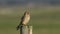 A hunting Kestrel, Falco tinnunculus, perching on a wooden fence post on a windy day.