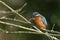 A hunting Kingfisher, Alcedo atthis, perching on a twig that is growing over a river. It is diving into the water catchin