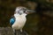 Hunting kingfisher. Blue-winged kookaburra, Dacelo leachii, perched on tree trunk, waiting for fish. Large bird with long beak.