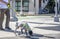 Hunting Labrador dog reads footprints on walk down the street