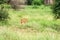 Hunting lion in Tarangire Park, Tanzania