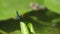 A hunting male Banded Demoiselle damselfly, Calopteryx splendens, flying on and off a water-lily leaf, Nuphar lutea, growing in a
