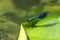 A hunting male Banded Demoiselle damselfly, Calopteryx splendens, perching on a water-lily leaf, Nuphar lutea, growing in a fast f