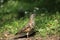 A hunting mistle thrush.