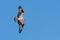 Hunting osprey in flight with wings outstretched against blue sky background