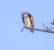 A Hunting Osprey in La Jolla, CA