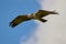 Hunting osprey in the sky