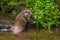 Hunting otter. European river otter, Lutra lutra, sniffs about prey in river. Endangered fish predator in nature.