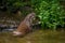 Hunting otter. European river otter, Lutra lutra, sniffs about prey in river. Endangered fish predator in nature.