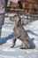 Hunting pointer weimaraner winter in the snow