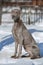 Hunting pointer weimaraner winter in the snow