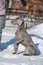 Hunting pointer weimaraner winter in the snow