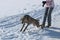 Hunting pointer weimaraner winter in the snow