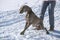 Hunting pointer weimaraner winter in the snow