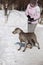 Hunting pointer weimaraner winter in the snow