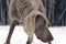 Hunting pointer weimaraner winter in the snow with handler