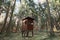 The hunting pulpit of the hunter in the middle of the forest.