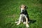 Hunting puppy sits on a chain on green grass