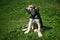 Hunting puppy sits on a chain on green grass