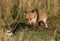 A hunting Red Fox, Vulpes vulpes, watching a magpie feeding in the long grass. As it gets closer it licks its nose with its tongue