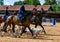 Hunting rider with many dogs at a stud show