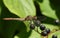 A hunting Ruddy Darter Dragonfly, Sympetrum sanguineum, perching on berries.