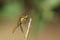 A hunting Ruddy Darter Dragonfly, Sympetrum sanguineum, perching on a plant stem.