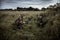 Hunting scene with group of hunters in rural field with dramatic sky in expectation of hunting in tall grass during hunting season