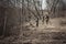 Hunting scene with hunters in camouflage stealing in spring forest with dry leaves during hunting season