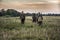 Hunting scene with hunters going through rural field during hunting season in overcast day during sunset with moody sky