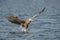 Hunting Sea Eagle