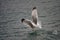 Hunting seagull over cloudy stormy sea