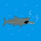 Hunting shark. Vector illustration.