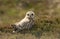 A hunting Short-eared Owl Asio flammeus perched on top of a low growing heather bush.