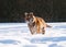 Hunting Siberian tiger- Panthera tigris altaica