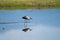 Hunting Stork in the Water